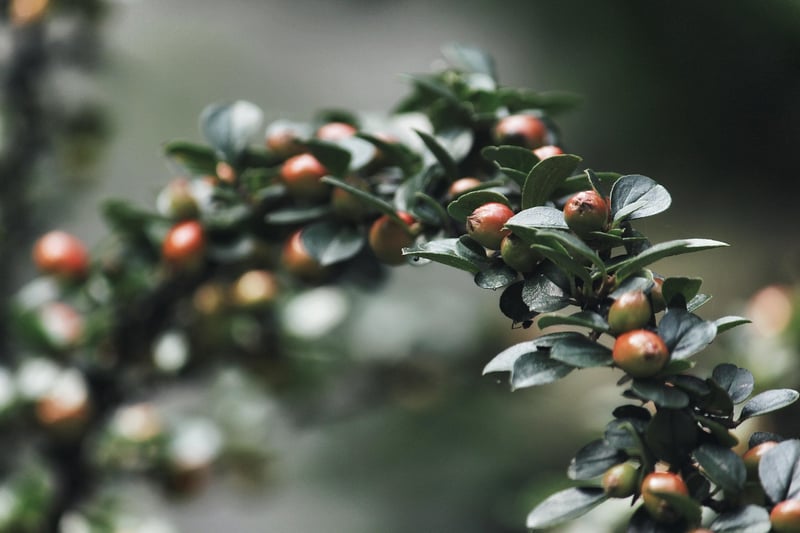Whimsical Shrubs